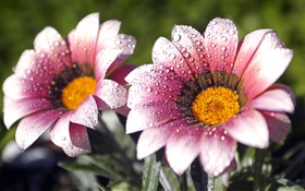 粉红色的花朵，花瓣，水滴