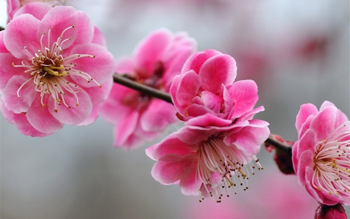 粉红梅花, 树枝, 春天 壁纸 图片