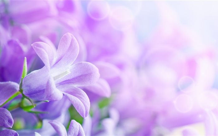 紫色的花朵，春天，朦胧 壁纸 图片