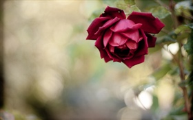 红玫瑰，花瓣，朦胧 高清壁纸