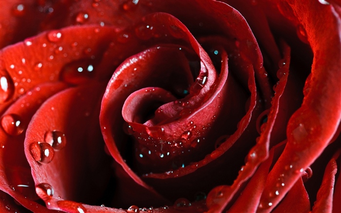 红玫瑰，花瓣，水滴 壁纸 图片