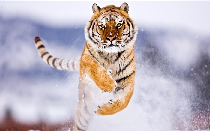 老虎跑，雪，冬天 壁纸 图片