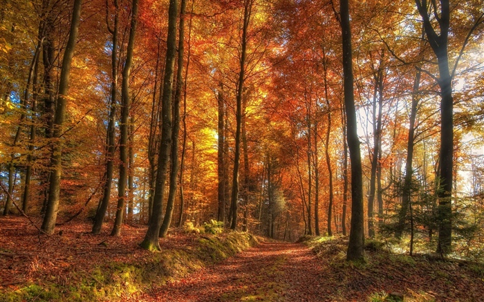 树木，森林，秋天 壁纸 图片