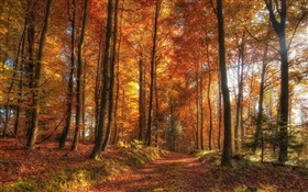 树木，森林，秋天 高清壁纸