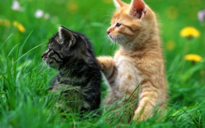 两只小猫, 草 壁纸 图片
