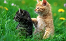 两只小猫, 草 高清壁纸