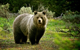 野生动物，熊 高清壁纸