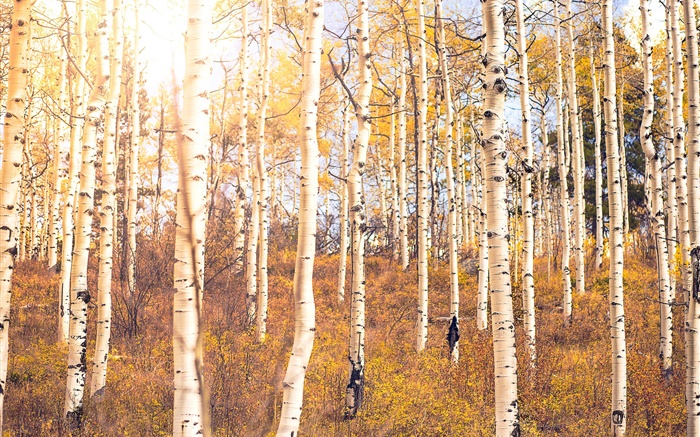 秋天，桦树森林，树木 壁纸 图片