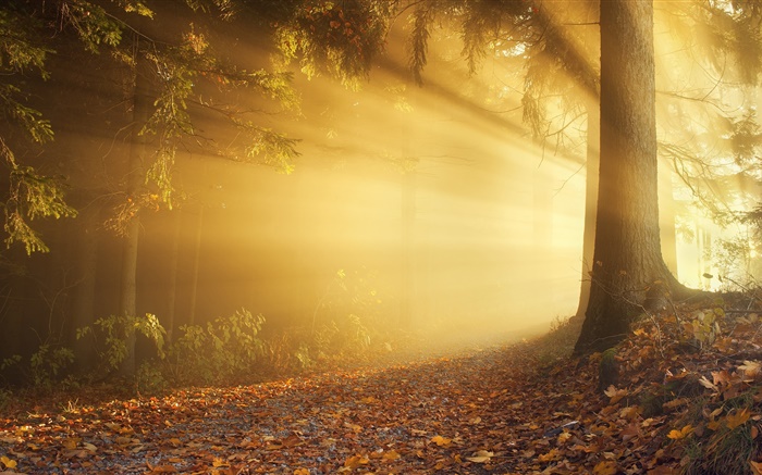 秋天，森林，太阳射线，雾，黎明 壁纸 图片
