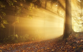 秋天，森林，太阳射线，雾，黎明 高清壁纸
