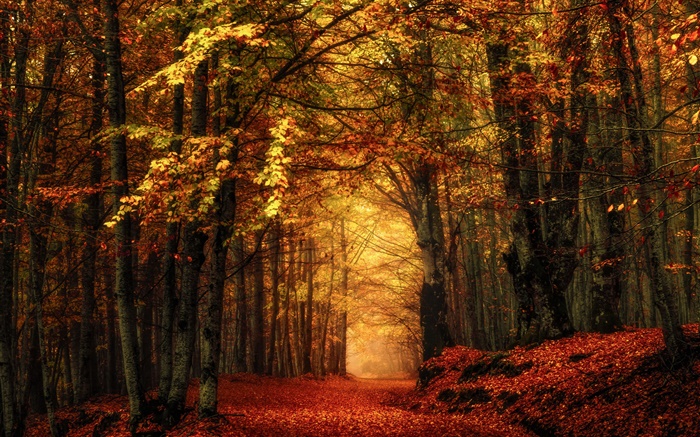 秋天，森林，树木，红叶 壁纸 图片