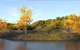 秋天，池塘，树木，黄色叶子 高清壁纸