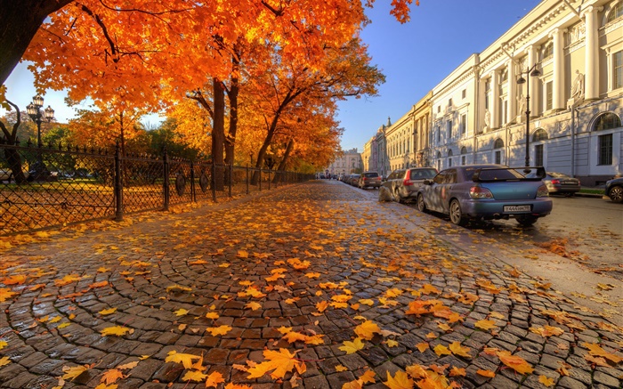 秋天，树木，红枫叶，街，圣彼得堡 壁纸 图片