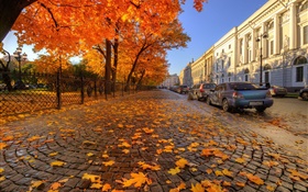 秋天，树木，红枫叶，街，圣彼得堡 高清壁纸