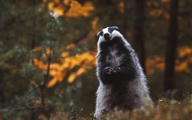 獾，站着，看，可爱的动物 高清壁纸