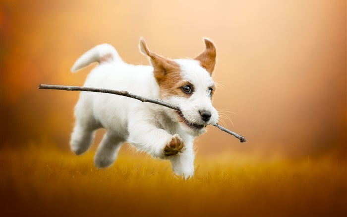 可爱的白色小狗奔跑，狗 壁纸 图片