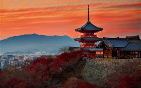 日本，京都，寺庙，秋天，黄昏