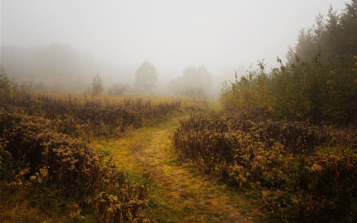 早晨，秋天，雾，树木 壁纸 图片