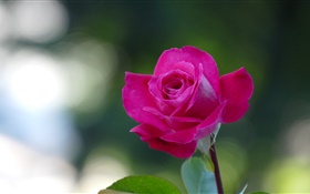 粉红色的玫瑰特写，花瓣 高清壁纸