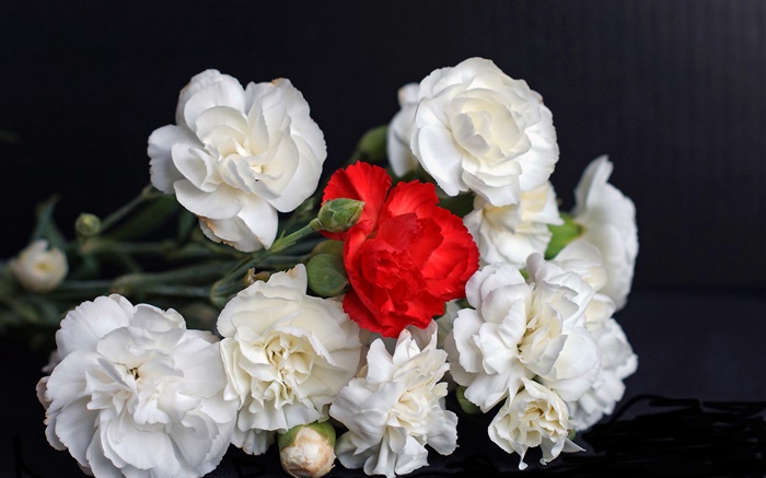 白色和红玫瑰，黑色背景 壁纸 图片