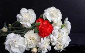 白色和红玫瑰，黑色背景 高清壁纸