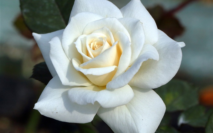 白玫瑰，花瓣 壁纸 图片