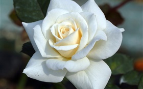 白玫瑰，花瓣 高清壁纸