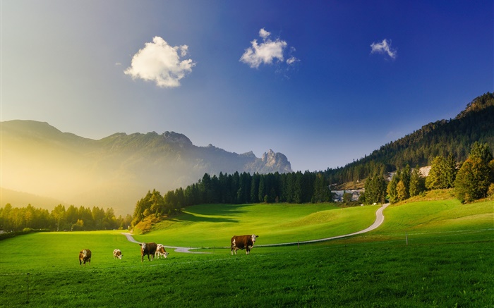 阿尔卑斯山，绿色草地，牛，山，树，太阳光线 壁纸 图片