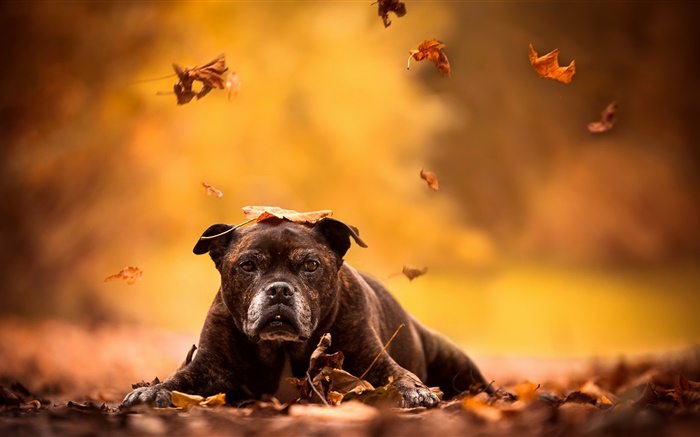 黑狗，红叶，秋天 壁纸 图片