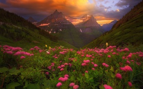 许多粉红色的花朵，山，云，夏天