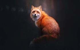 红狐狸，回头看，森林，黑色背景