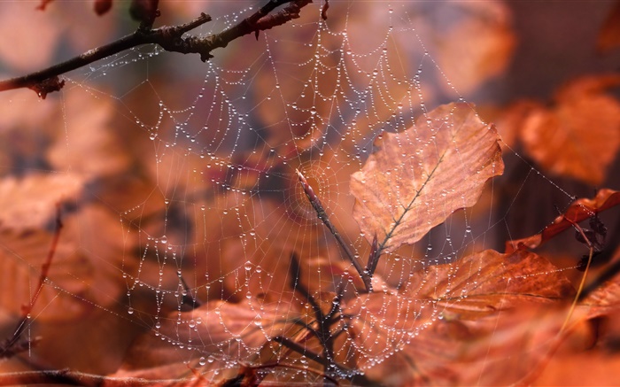 蜘蛛网，水滴，红叶 壁纸 图片
