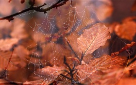 蜘蛛网，水滴，红叶 高清壁纸